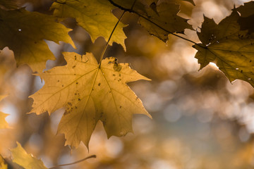 Hojas de otoño con flare