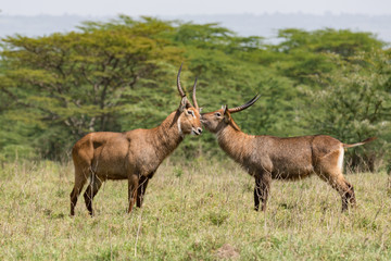 Two Water Bucks in Kenya