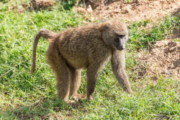 Monkey in Africa Walking in Grass