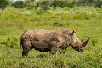 Foto op Plexiglas white rhinoceros in the wild © Rees Photography