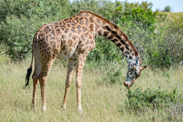 Naklejka na ściany i meble giraffe in Kenya
