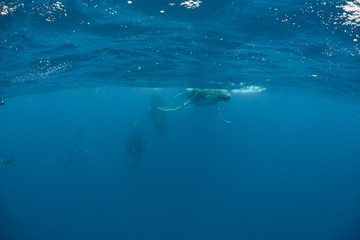 Humpback Whale