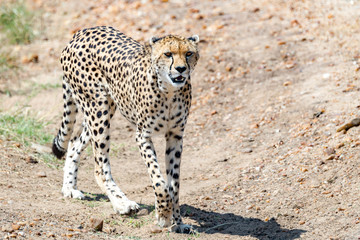 Fototapeta na wymiar Cheetah Walking on a Path
