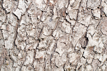 Wood Texture, Wooden Plank Grain Background, Desk in Perspective Close Up, Striped Timber, Old Table or Floor Board