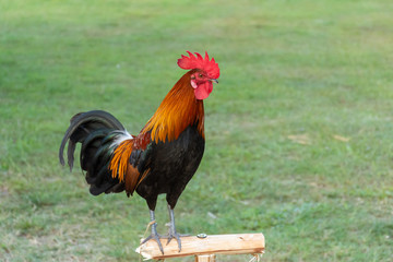 Rooster