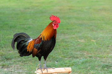 Rooster