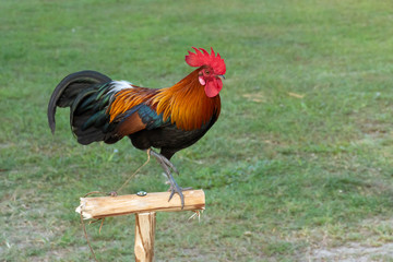 Rooster