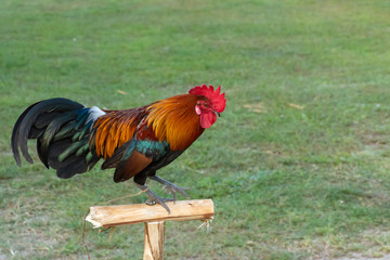 Rooster