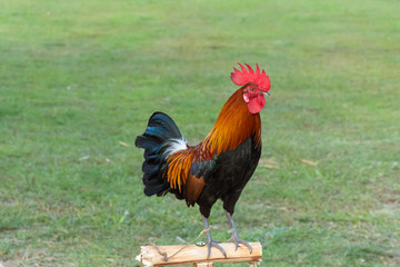 Rooster