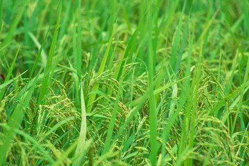 Rice plant in the green field  See the integrity of the grain.