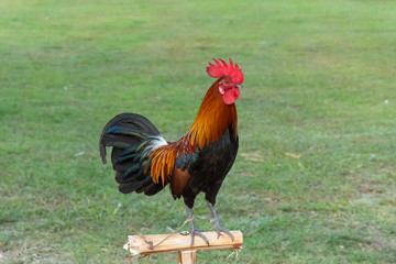 Rooster