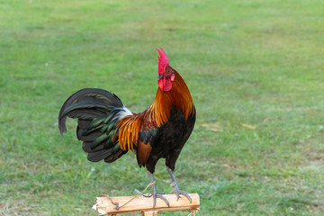 Rooster
