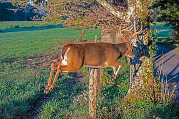 White Tailed Deer Buck jumping a fence in Cades Cove.