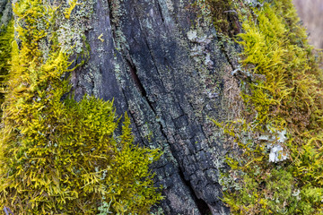 Close up of green moss on an old wood. Nature texture background.