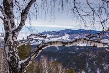 view of the Altai mountains through the birch branches near Belokurikha, Altai, Russia