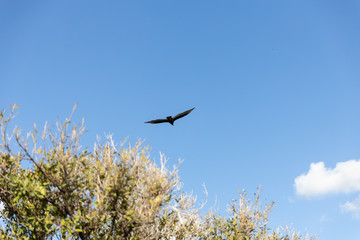 bird in flight