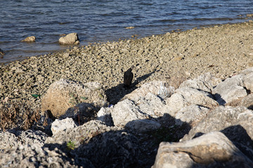 stones on the beach
