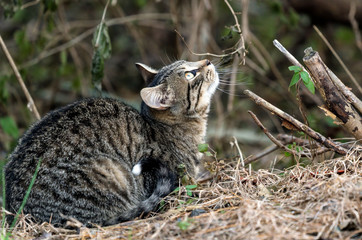 Beautiful young cat looking at the birds flying above. 