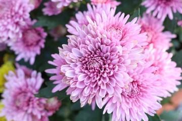 Chrysanthemum flower in tropical