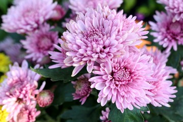 Chrysanthemum flower in tropical