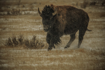 Bison Running in the Snow in Grasslands National Park  © Chris