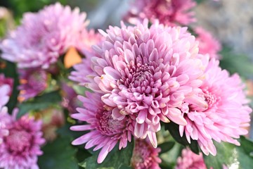 Fototapeta premium Chrysanthemum flower in tropical
