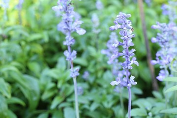 salvia flower in tropical
