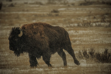 Bison Running in the Snow in Grasslands National Park 