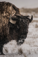 Bison Running in the Snow in Grasslands National Park  © Chris