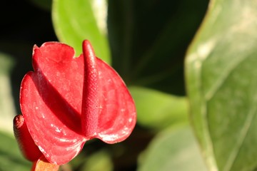 Flamingo flower in nature