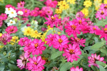 Beautiful flowers in garden