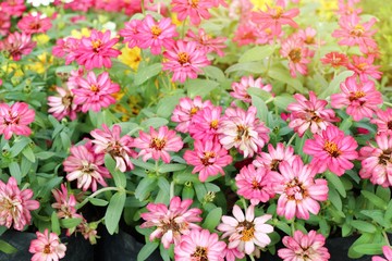 Beautiful flowers in garden