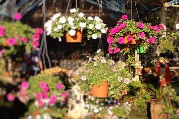 Shop sell petunia flowers for garden