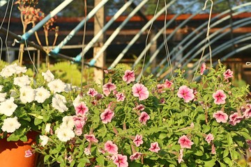 Petunia flowers in tropical