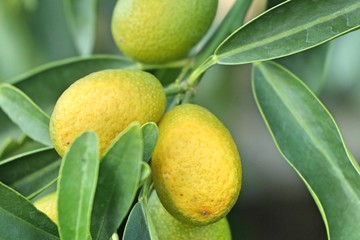 Orange tree in garden