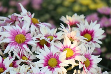 Fototapeta premium Chrysanthemum flower in tropical