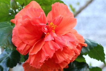 Obraz premium hibiscus flowers in tropical