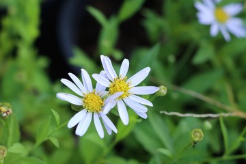 Obraz premium Diasy flower in tropical