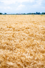 wheat field
