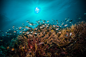 Underwater scuba diving scene, beautiful and healthy soft and hard corals surrounded by lots of tiny tropical fish. Bright colors, vibrant and lively, blue ocean background