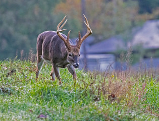 Large antlered Buck in Cades Cove walking through a field of grass.