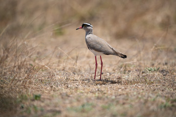 crowned plover standing
