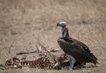 Lappet faced Vulture standing with bones