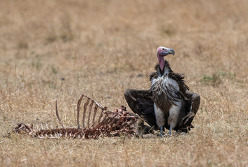 Obraz premium Lappet spojrzał na Vulture'a stojącego z kośćmi
