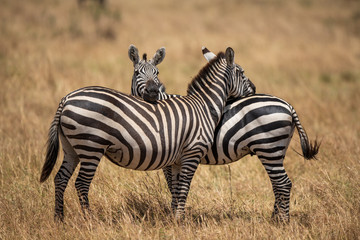 Fototapeta na wymiar Two zebra standing crossly
