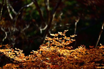 光を浴びて輝くゴヨウツツジの紅葉
