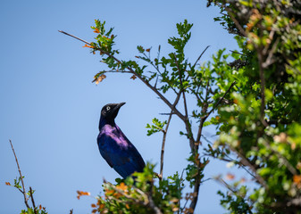 long tailed starling on the tree