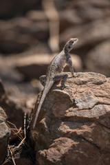 Agama lizard on rock
