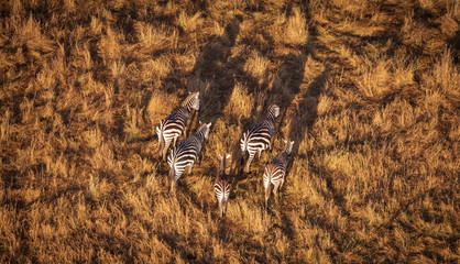 zebra from aerial view