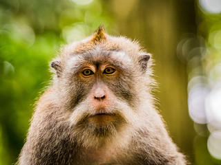 Close up shot of an adult wild monkey sitting alone, looking out into the distance
